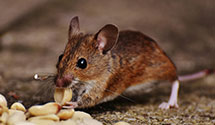 24 Hour & Emergency Exterminators in Leaf River, IL
